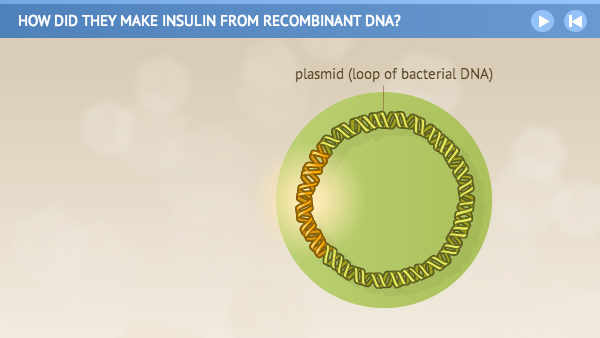 Illustration of human insulin gene combined with the broken plasmid loop of bacterial DNA.