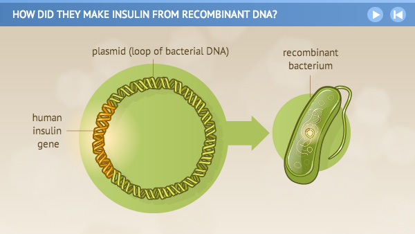 Illustration of human insulin gene and plasmid loop of bacterial DNA returned to the bacterium.