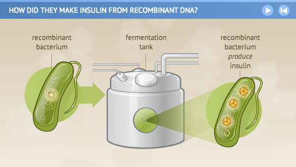 Illustration of recombinant bacterium in a fermentation tank producing insulin.