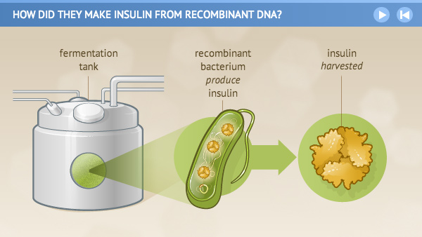 Illustration of recombinant bacterium in a fermentation tank that has had insulin harvested from it.