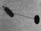 Microphotograph of two E. coli bacteria exchanging DNA through conjugation.