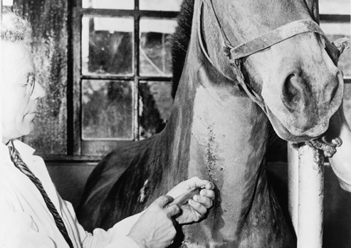Man in a lab coat injecting a horse in the neck.