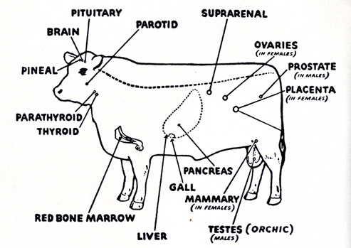 Line drawing of a steer with the locations of its glands labeled.