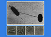 Microphotograph of two E. coli bacteria exchanging DNA through conjugation.  Four views of E. coli bacteria by scanning electron microscope.