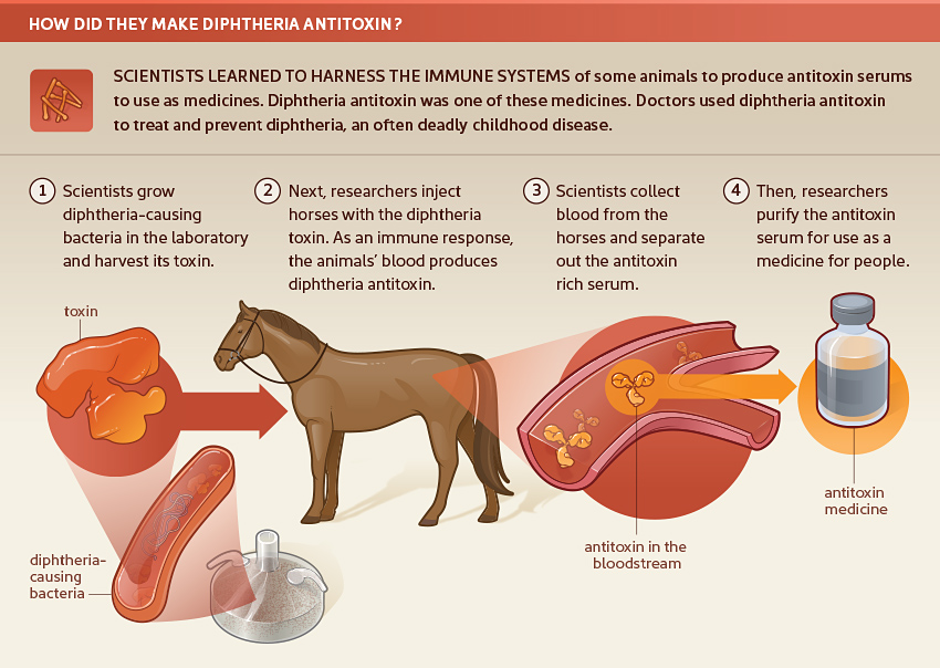 Illustration of how diphtheria antitoxin is made;