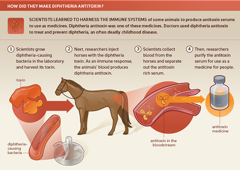 Infographic of how diphtheria antitoxin was made.