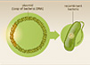 Insulin now part of the plasmid is returned to the bacteria.