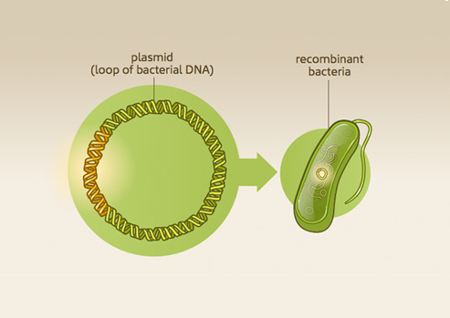 Insulin now part of the plasmid is returned to the bacteria.