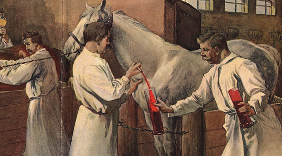 Four men in white smocks extract blood from two horses in a stable.