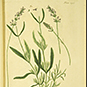 Long green stalks with leaves depicting broad leaved lavender.