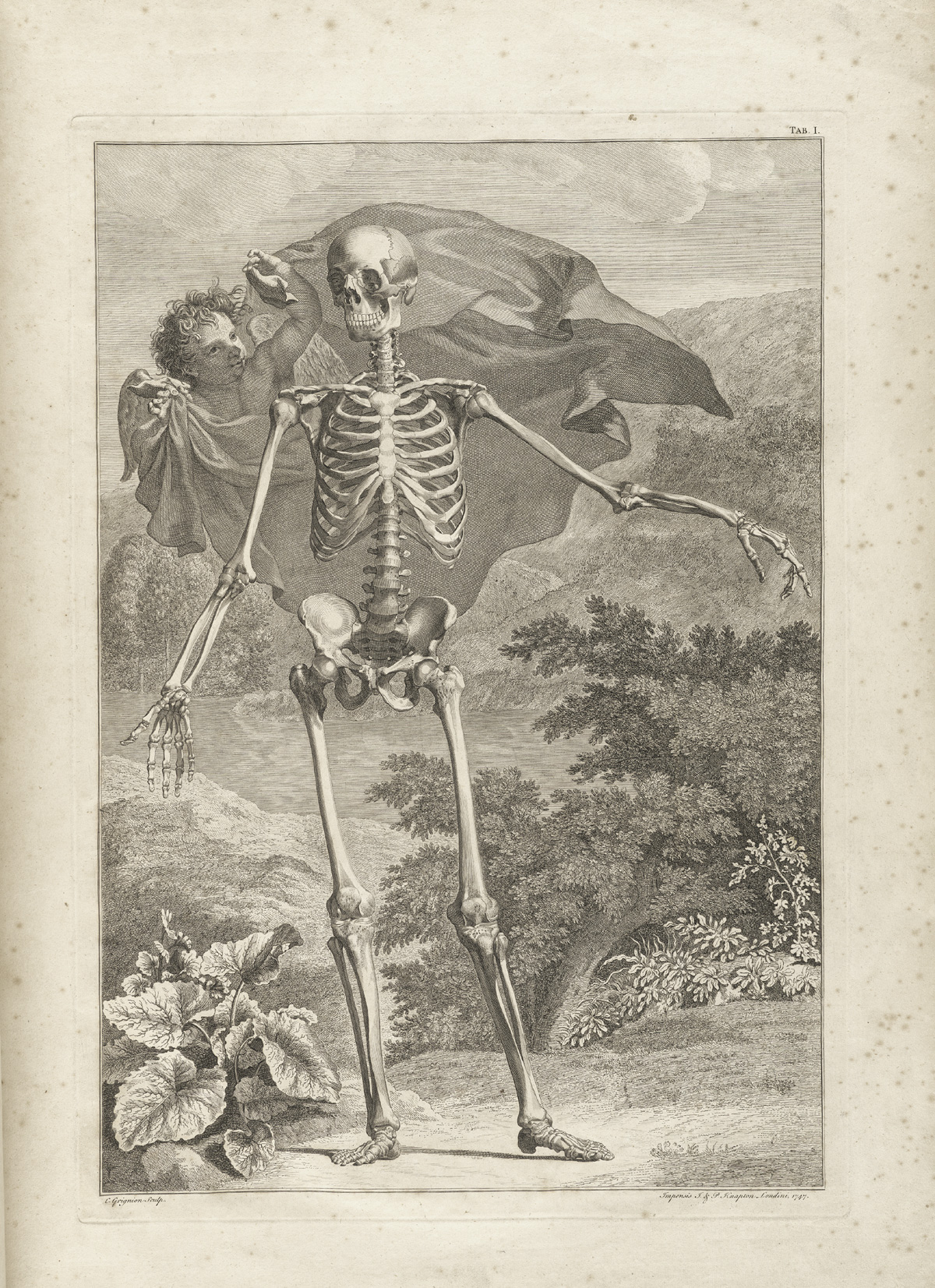 Table 1 of Bernhard Siegfried Albinus' Tabulae sceleti et musculorum corporis humani, featuring a full length frontal view of a skeleton in a landscape. Its left arm is extended and hovering behind the skeleton with a cloth is a cupid.