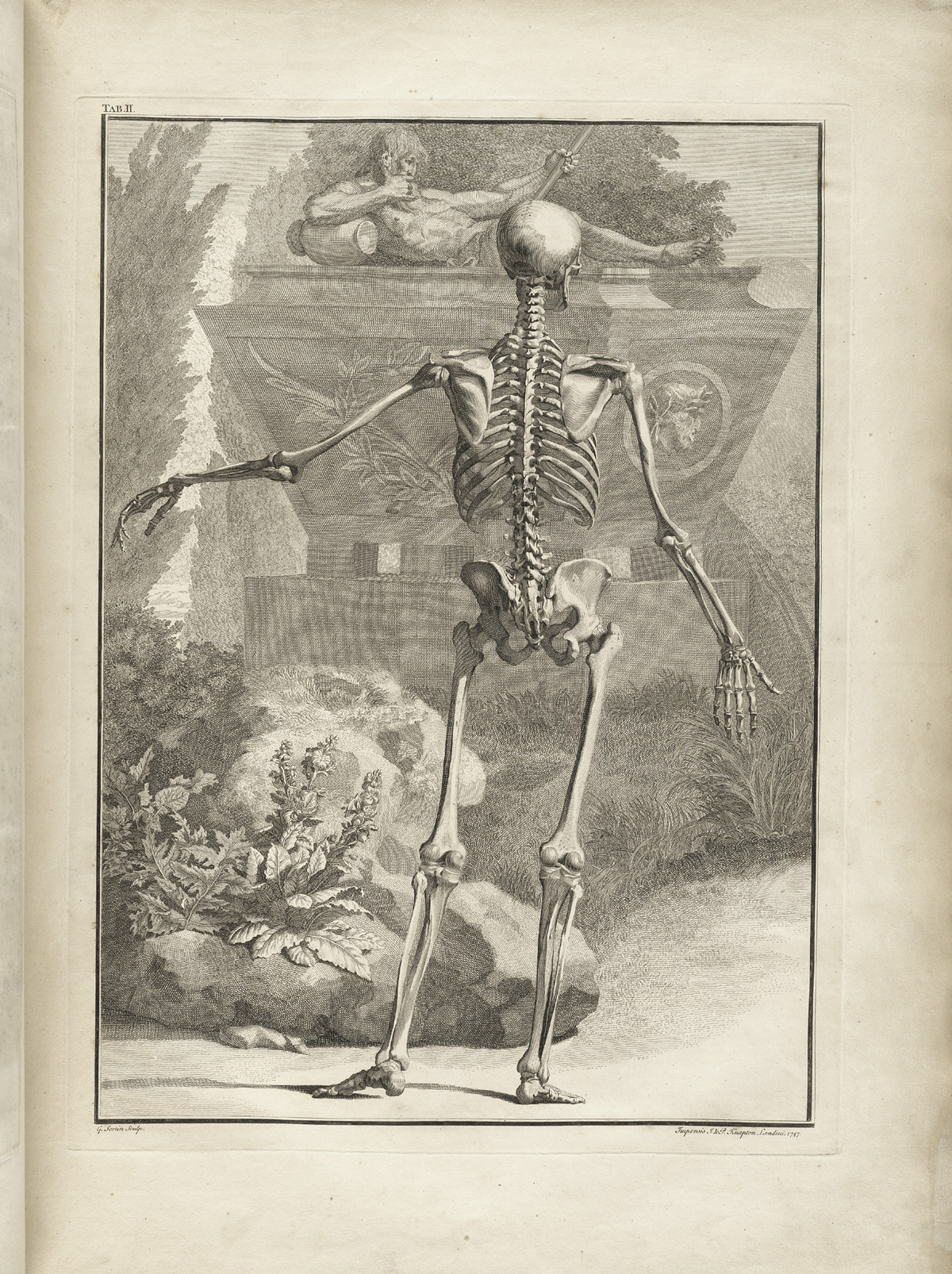 Table 2 of Bernhard Siegfried Albinus' Tabulae sceleti et musculorum corporis humani, featuring a full length posterior view of a skeleton in a landscape with its left arm is extended.