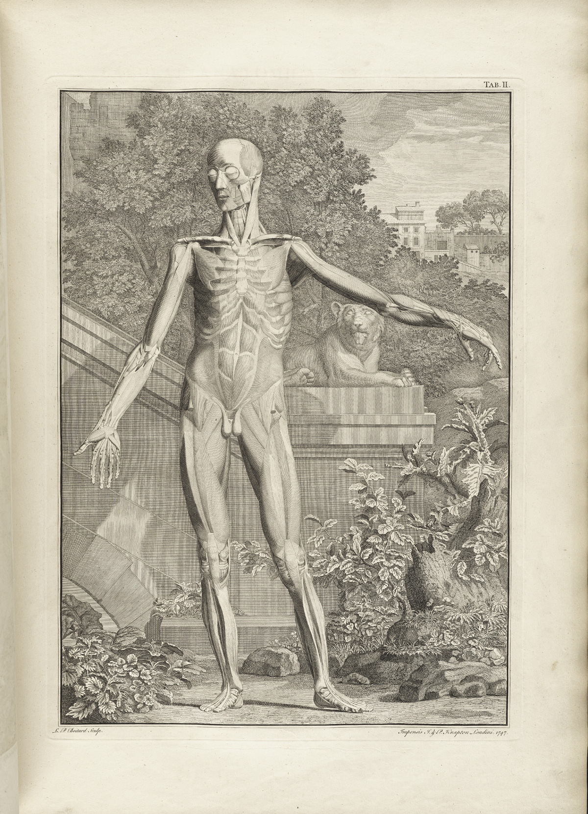 Table 2a of Bernhard Siegfried Albinus' Tabulae sceleti et musculorum corporis humani, featuring a full length frontal view of a flayed corpse in a landscape with its left arm is extended.