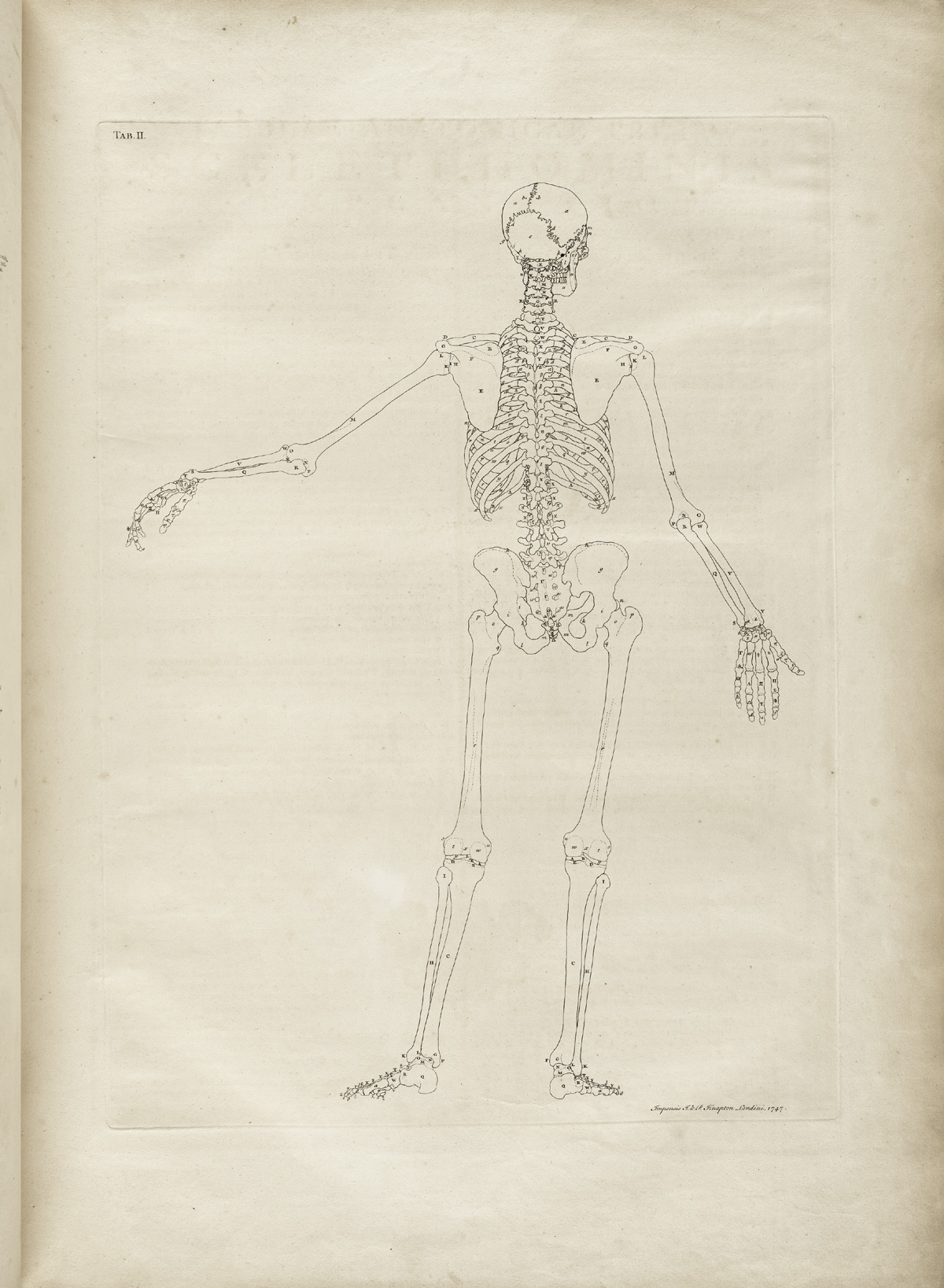 Table 2 of Bernhard Siegfried Albinus' Tabulae sceleti et musculorum corporis humani, featuring a full length posterior view of a annotated skeleton with its left arm is extended.