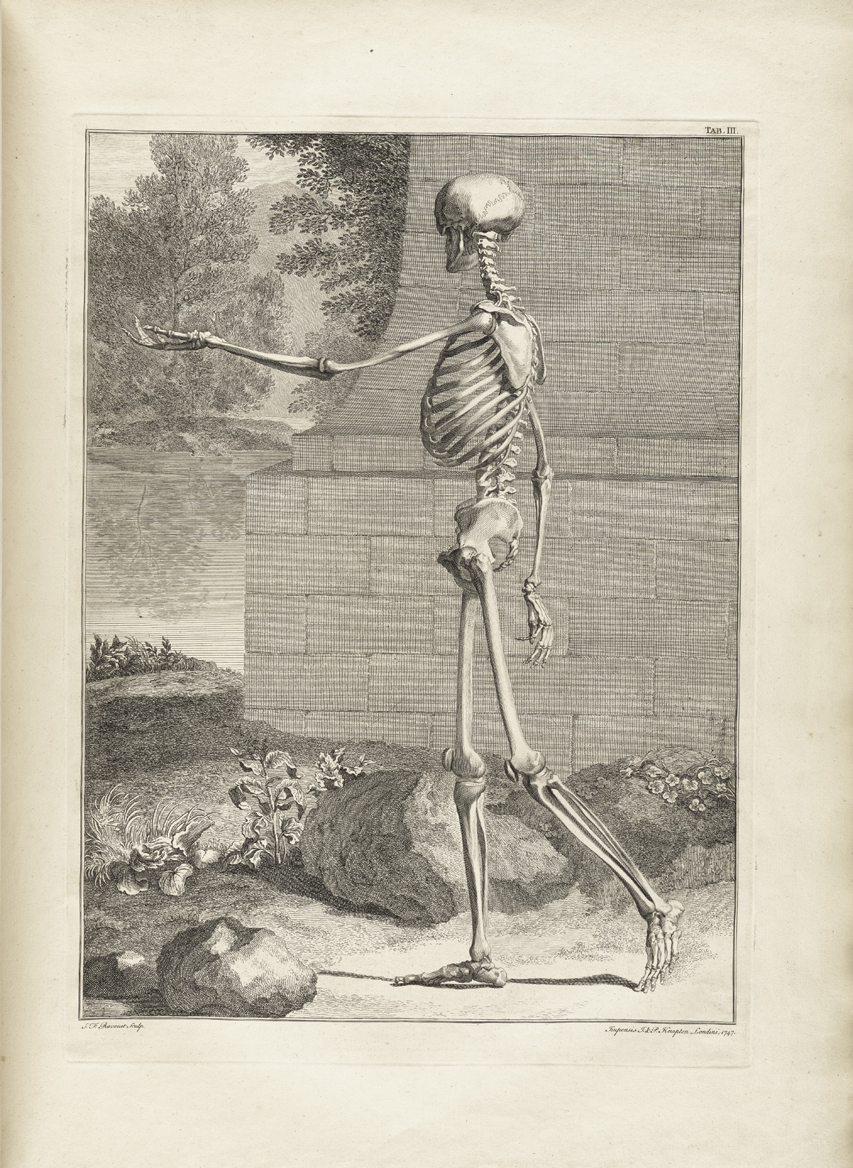 Table 3 of Bernhard Siegfried Albinus' Tabulae sceleti et musculorum corporis humani, featuring a full length left size view of a skeleton in a landscape with its left arm is extended.