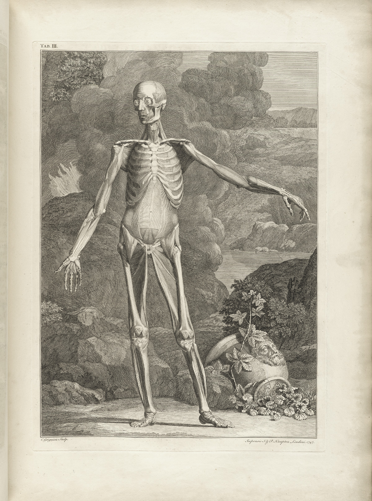 Table 3a of Bernhard Siegfried Albinus' Tabulae sceleti et musculorum corporis humani, featuring a full length frontal view of a flayed corpse in a landscape with its left arm is extended.