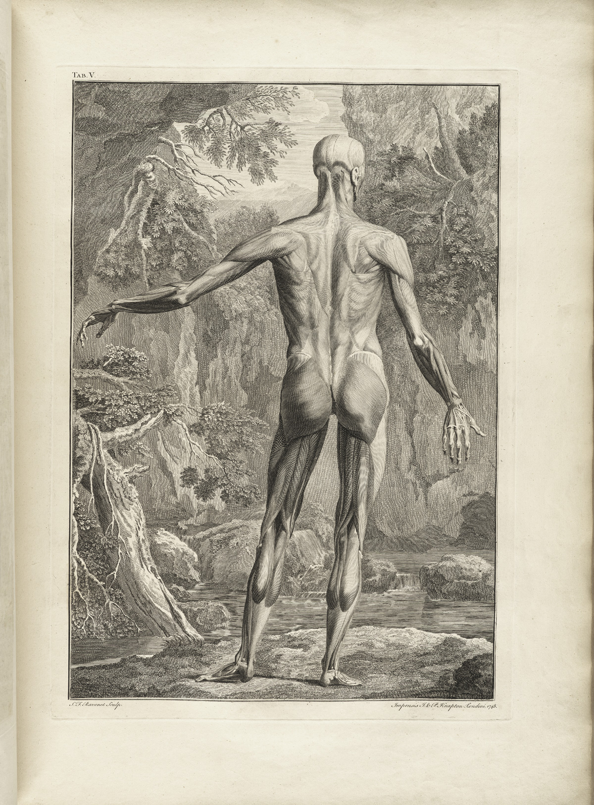 Table 5 of Bernhard Siegfried Albinus' Tabulae sceleti et musculorum corporis humani, featuring a full length posterior view of a flayed corpse with its left arm is extended.