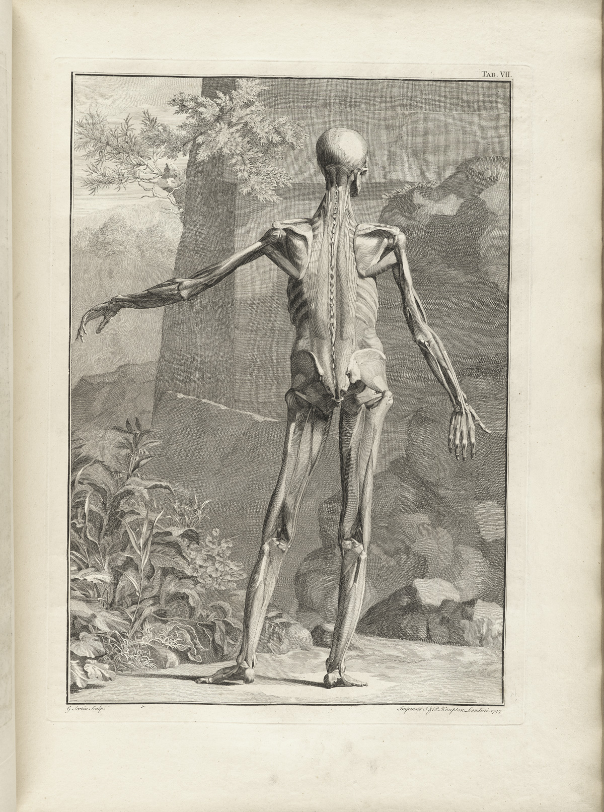 Table 7 of Bernhard Siegfried Albinus' Tabulae sceleti et musculorum corporis humani, featuring a full length posterior view of a flayed corpse with its left arm is extended. The exterior muscles have been removed to show the muscles underneath.