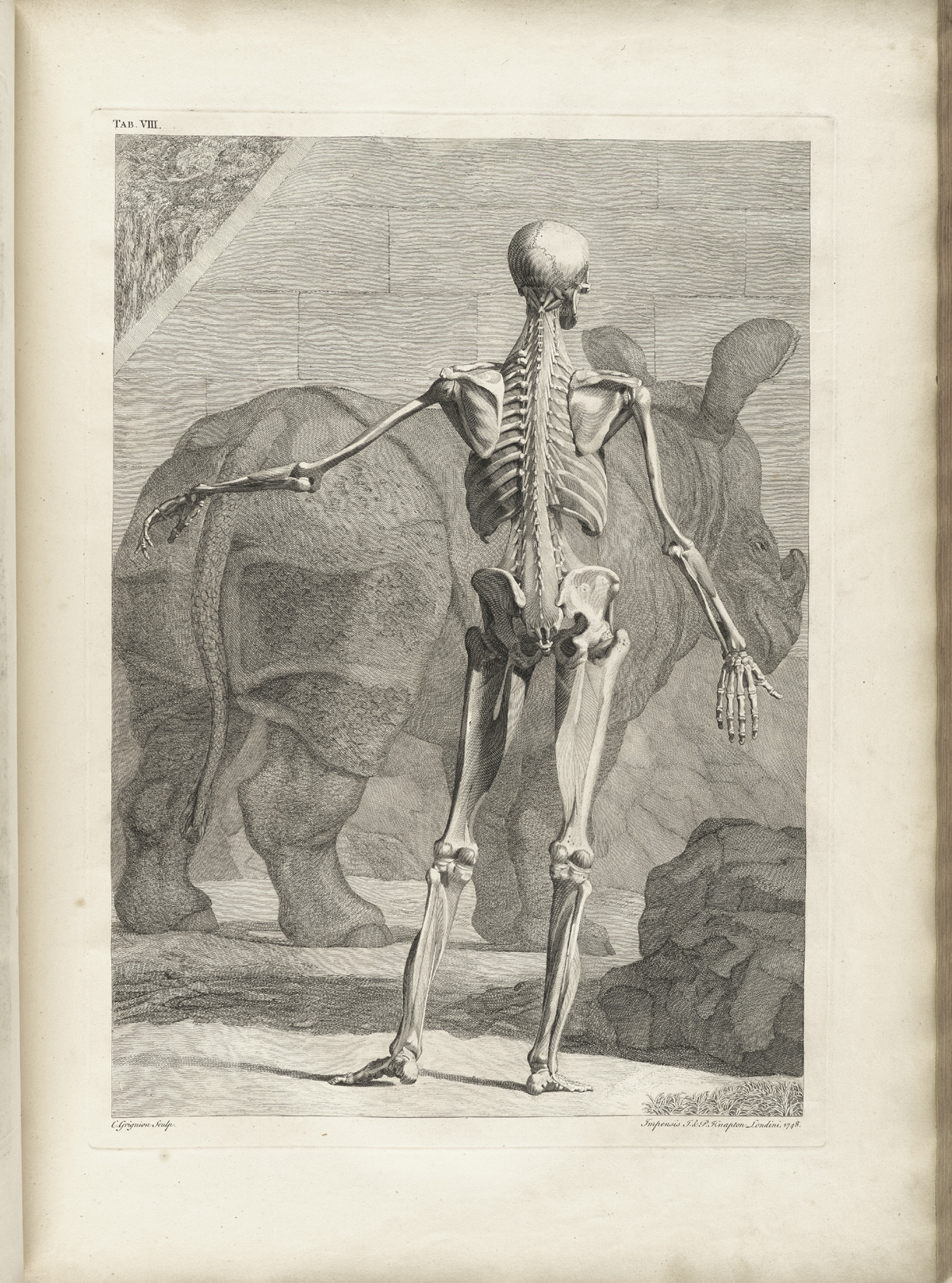 Table 8 of Bernhard Siegfried Albinus' Tabulae sceleti et musculorum corporis humani, featuring a full length posterior view of a flayed corpse with its left arm is extended. The muscles have been removed to show the bones and ligaments.