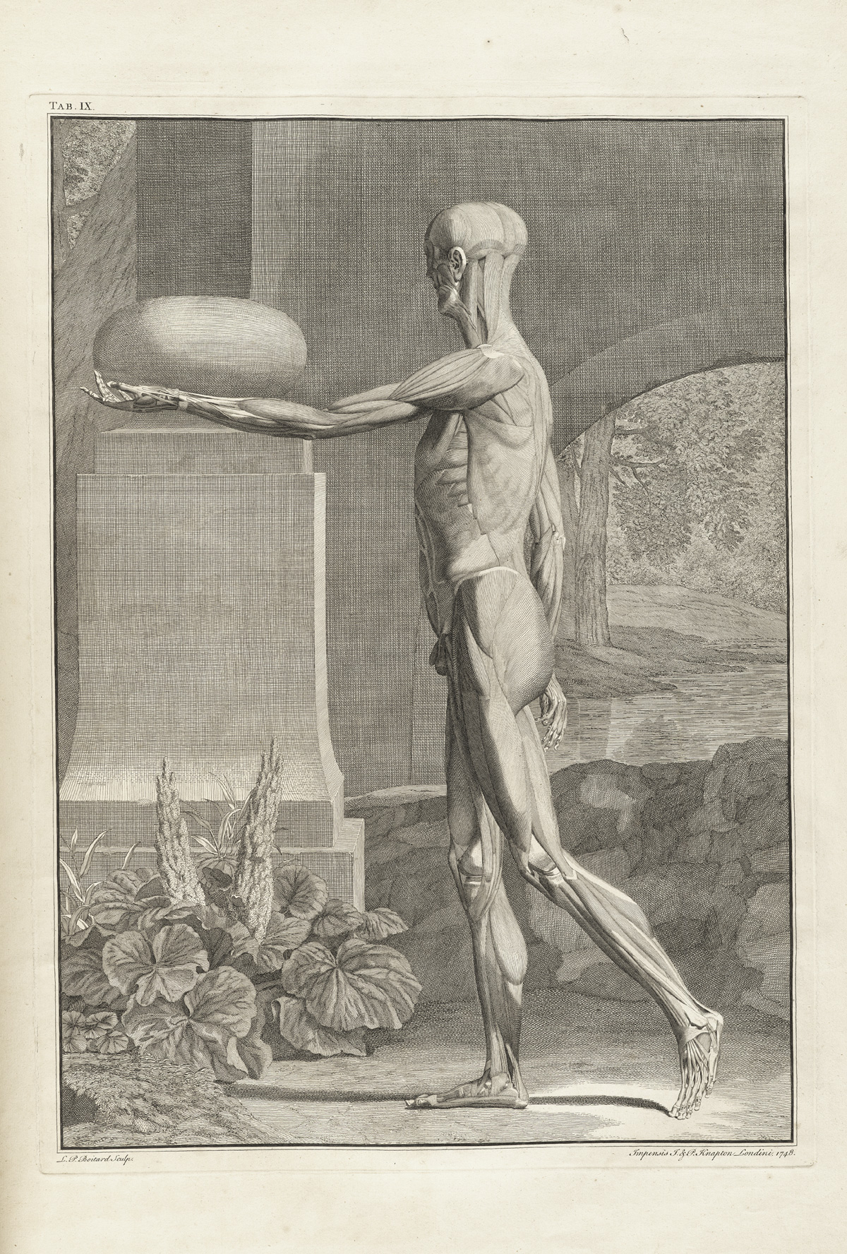 Table 9 of Bernhard Siegfried Albinus' Tabulae sceleti et musculorum corporis humani, featuring a full length left side view of a flayed corpse with its left arm is extended in front with the palm up. The exterior muscles have been removed to show the muscles underneath.