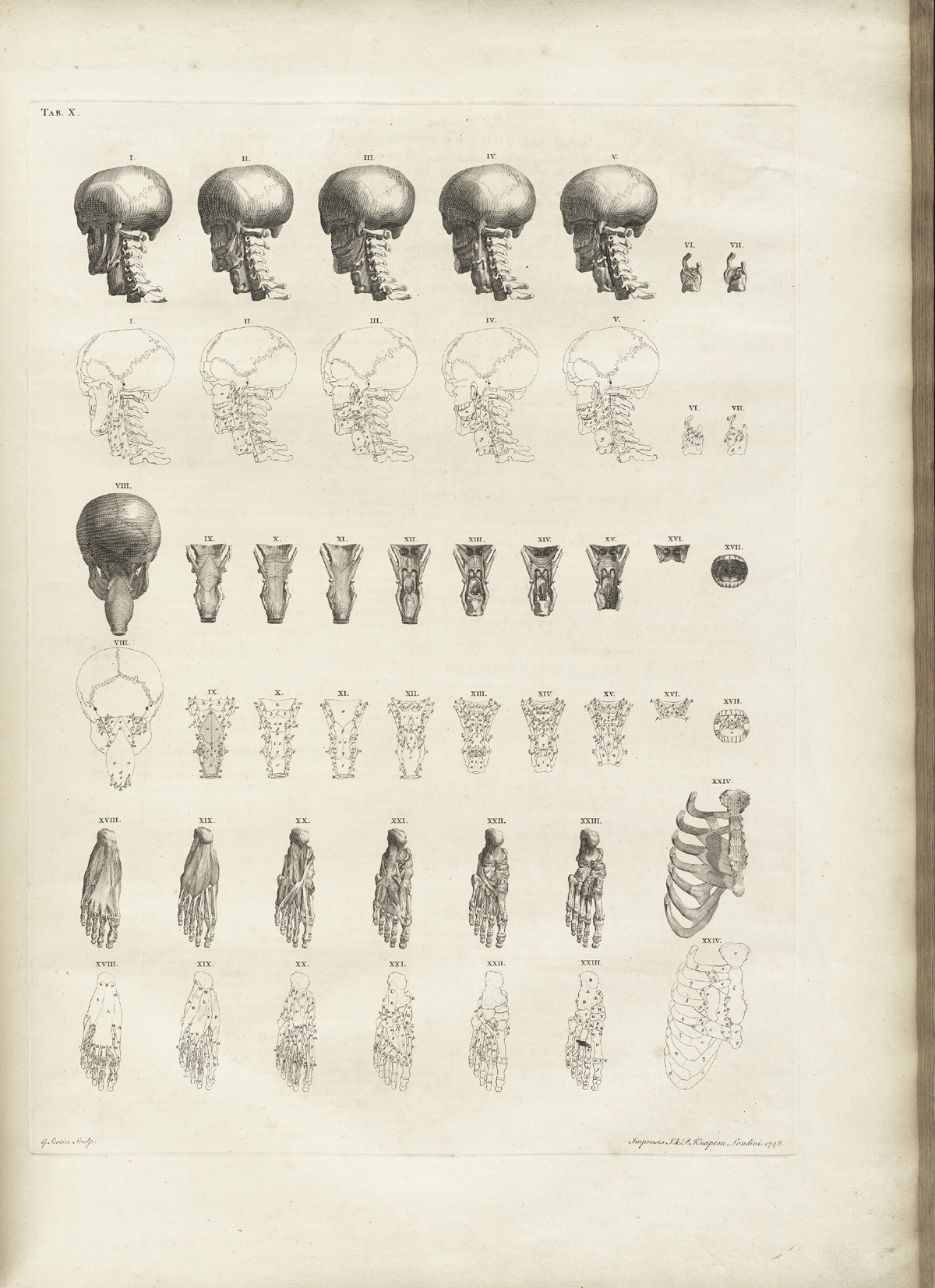Table 10 of Bernhard Siegfried Albinus' Tabulae sceleti et musculorum corporis humani, featuring detail views of decreasing muscle detail and outlines of the skull, throat, right foot and rib cage.