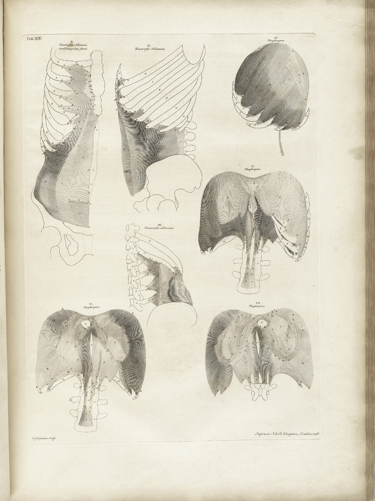 Table 14 of Bernhard Siegfried Albinus' Tabulae sceleti et musculorum corporis humani, featuring the front, side and back images of the the transversus abdominis and diaphram.