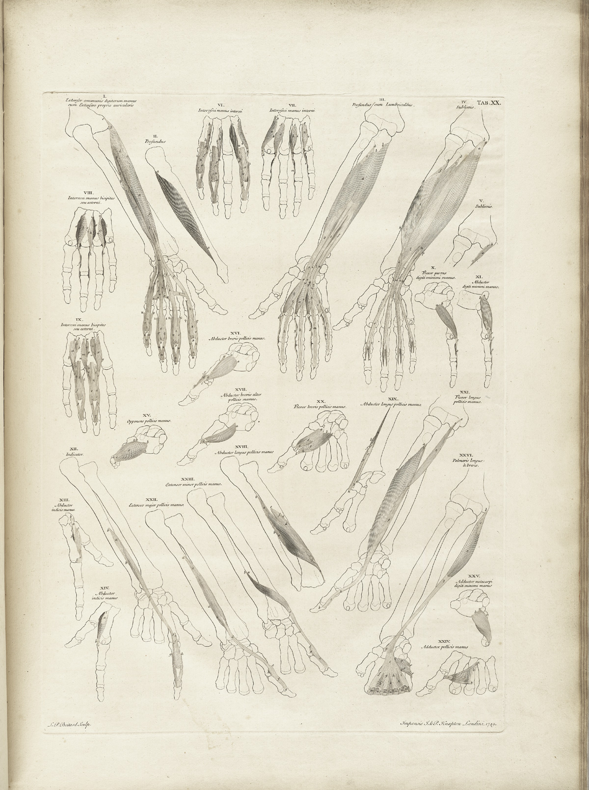 Table 20 of Bernhard Siegfried Albinus' Tabulae sceleti et musculorum corporis humani, featuring the multiple front and side views of the muscles of the lower arm and hand.