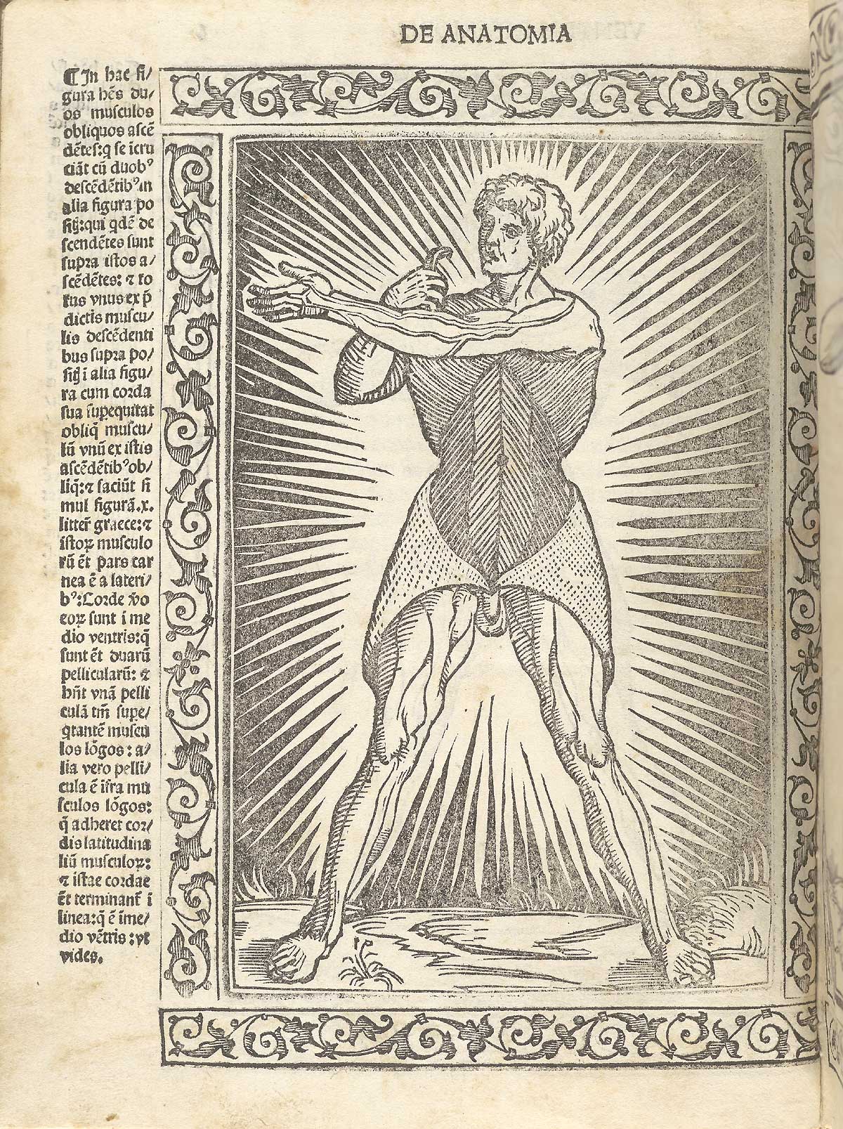 Woodcut of male anatomical figure raising the skin to give a view of his oblique and abdominal muscles, with a woodcut border and text in Latin on the left side of page, from Berengario da Carpi’s Isagogae breues, Bologna, 1523, NLM Call no. WZ 240 B488i 1523.