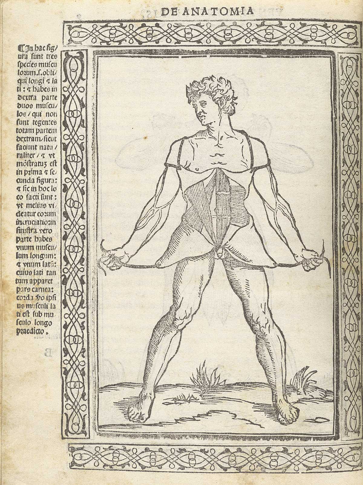 Woodcut of male anatomical figure pulling the skin away to his sides to give a view of his abdominal muscles, with a woodcut border and text in Latin on the left side of page, from Berengario da Carpi’s Isagogae breues, Bologna, 1523, NLM Call no. WZ 240 B488i 1523.