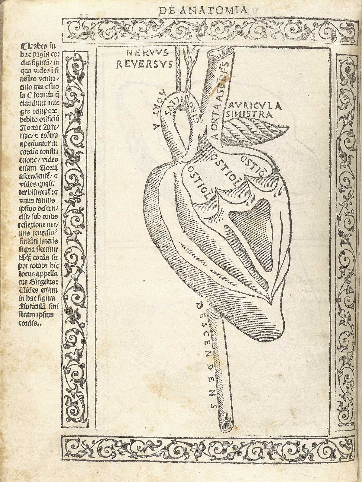 A woodcut of the heart in cross section showing the ventricles and large aorta entering the organ; with a woodcut border and text in Latin on the left side of page, from Berengario da Carpi’s Isagogae breues, Bologna, 1523, NLM Call no. WZ 240 B488i 1523.
