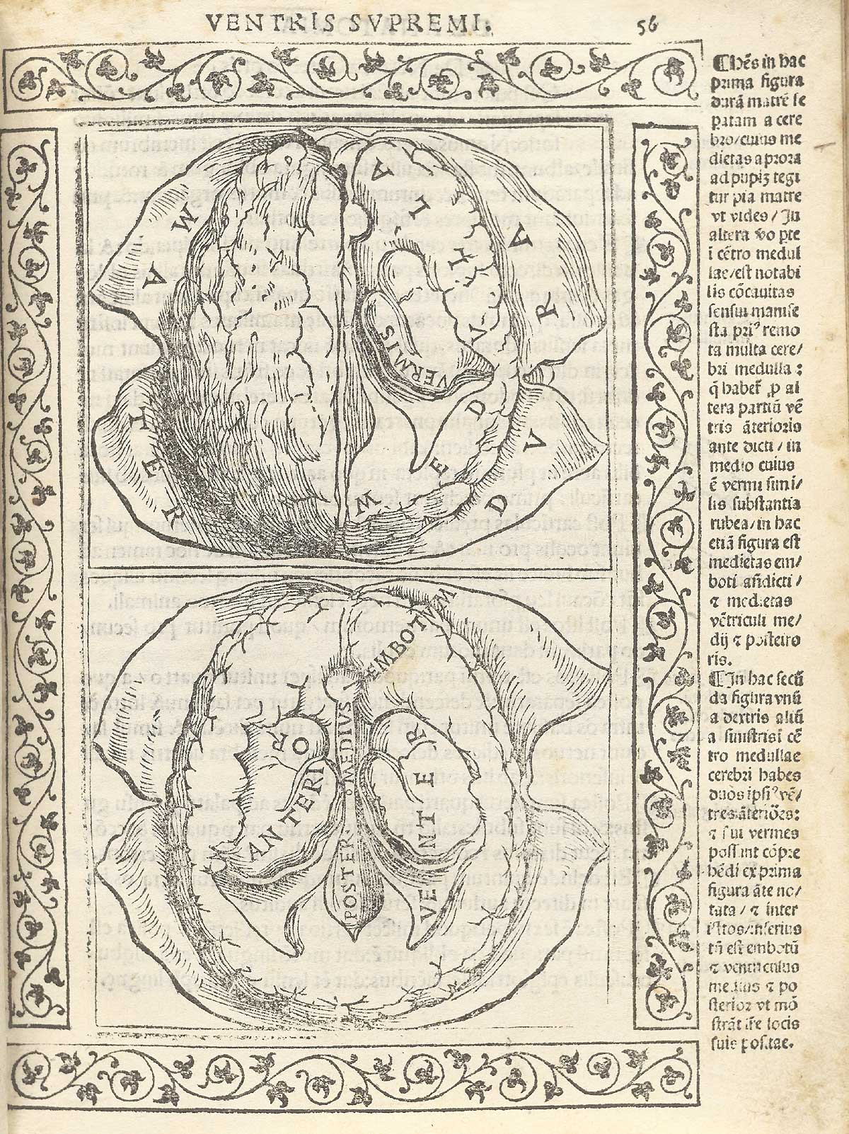 Two woodcuts (one above the other) showing dissections of the brain; the top figure showing the brain from above with dura mater open exposing the medulla; the lower figure showing the brain from below with ventricles exposed; with a woodcut border and text in Latin on the right side of page, from Berengario da Carpi’s Isagogae breues, Bologna, 1523, NLM Call no. WZ 240 B488i 1523.