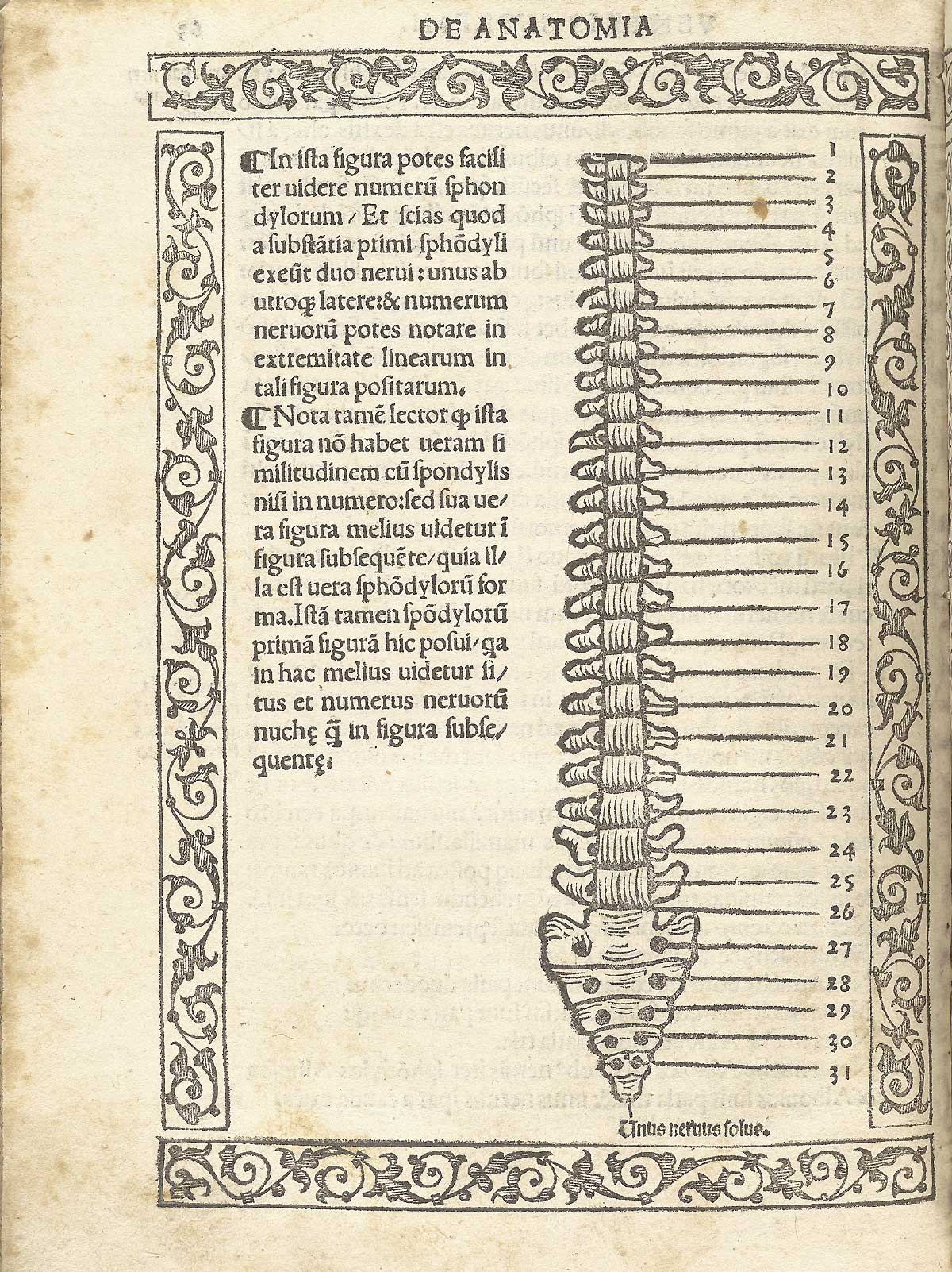 A woodcut figure of all the vertebrae of the spinal column viewed from the back, numbered, with a woodcut border and text in Latin on the left side of page, from Berengario da Carpi’s Isagogae breues, Bologna, 1523, NLM Call no. WZ 240 B488i 1523.