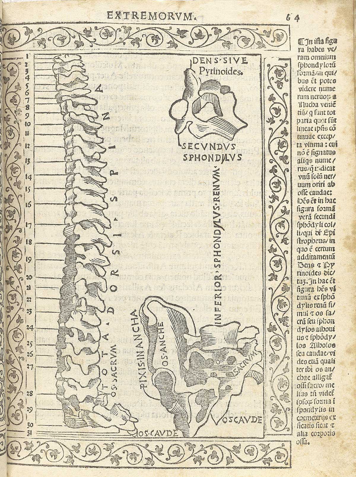 A woodcut figure of all the vertebrae of the spinal column viewed from the side, numbered, with a woodcut border and text in Latin on the right side of page, from Berengario da Carpi’s Isagogae breues, Bologna, 1523, NLM Call no. WZ 240 B488i 1523.