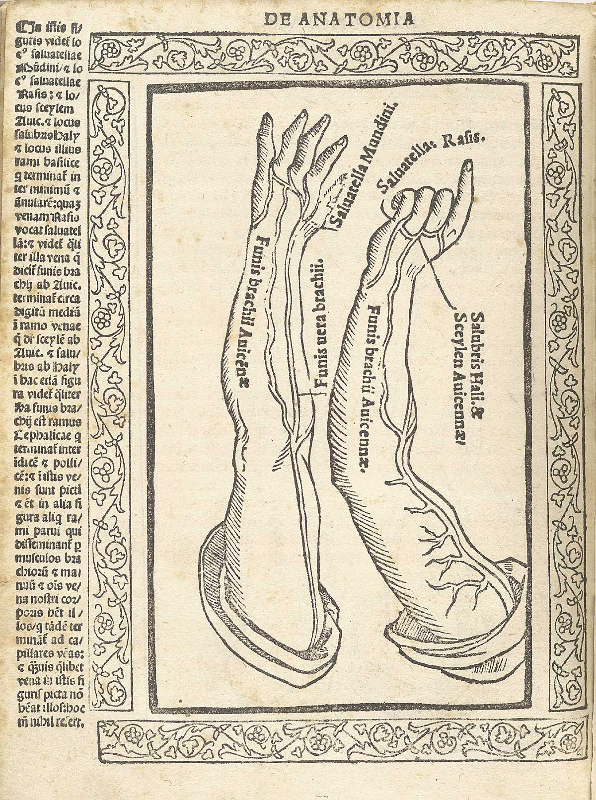 Two woodcut figures of the arms, side by side with hand pointed upwards, with special emphasis on the arteries and veins named in Avnicenna’s Canon; with a woodcut border and text in Latin on the left side of page, from Berengario da Carpi’s Isagogae breues, Bologna, 1523, NLM Call no. WZ 240 B488i 1523.