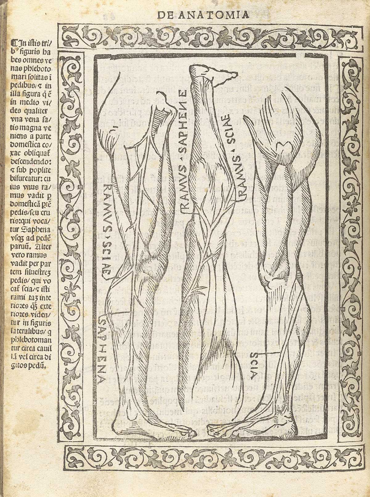 Three woodcut figures of the legss, side by, with special emphasis on the arteries, veins, and nerves; with a woodcut border and text in Latin on the left side of page, from Berengario da Carpi’s Isagogae breues, Bologna, 1523, NLM Call no. WZ 240 B488i 1523.