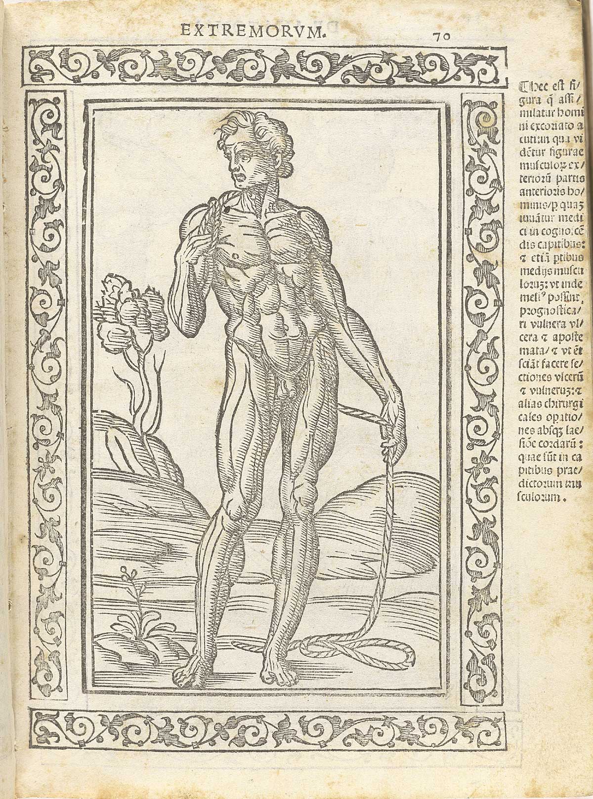 Woodcut facing nude male figure showing musculature, standing in a pastoral setting with right hand stretched out holding a rope which is draped to the left hand and down to the ground; with a woodcut border and text in Latin on the right side of page, from Berengario da Carpi’s Isagogae breues, Bologna, 1523, NLM Call no. WZ 240 B488i 1523.