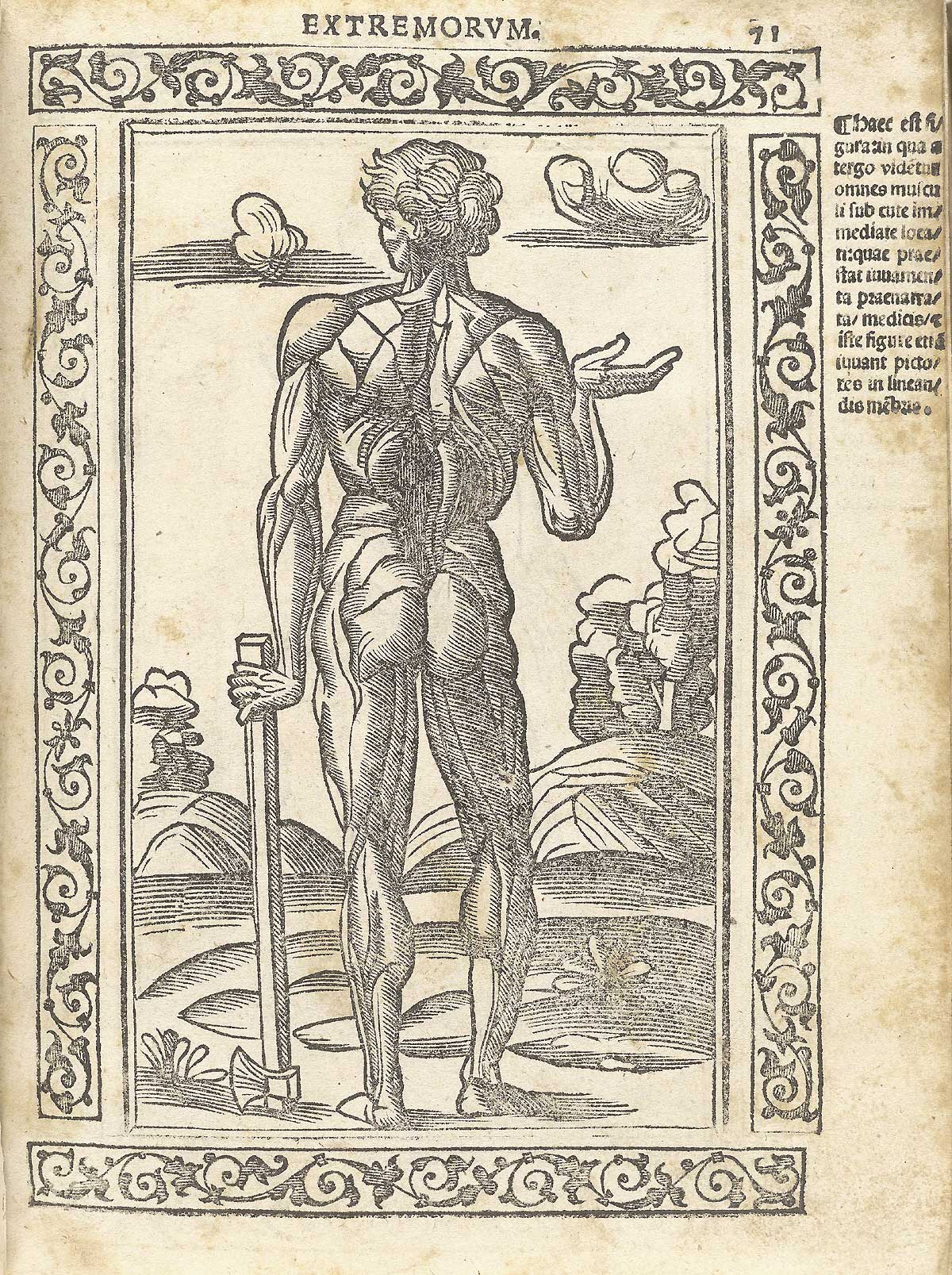 Woodcut nude male figure showing musculature of the back of the body, standing in a pastoral setting with right hand holding a cane; with a woodcut border and text in Latin on the right side of page, from Berengario da Carpi’s Isagogae breues, Bologna, 1523, NLM Call no. WZ 240 B488i 1523.