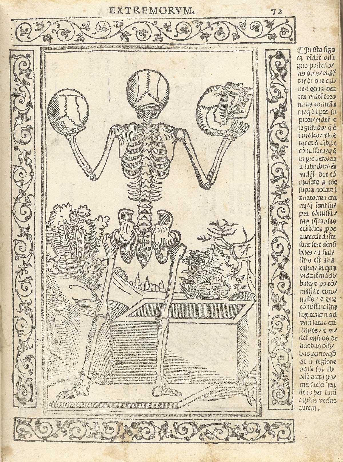 Woodcut skeleton figure, with back to audience, holding up a skull in each hand, one in profile, in a pastoral setting, in front of an opened sepulchre; with a woodcut border and text in Latin on the right side of page, from Berengario da Carpi’s Isagogae breues, Bologna, 1523, NLM Call no. WZ 240 B488i 1523.