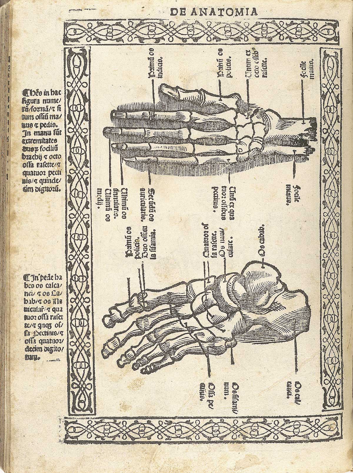 Woodcut of the bones of the hand and foot with Latin text labeling the bones individually; with a woodcut border and text in Latin on the left side of page, from Berengario da Carpi’s Isagogae breues, Bologna, 1523, NLM Call no. WZ 240 B488i 1523.