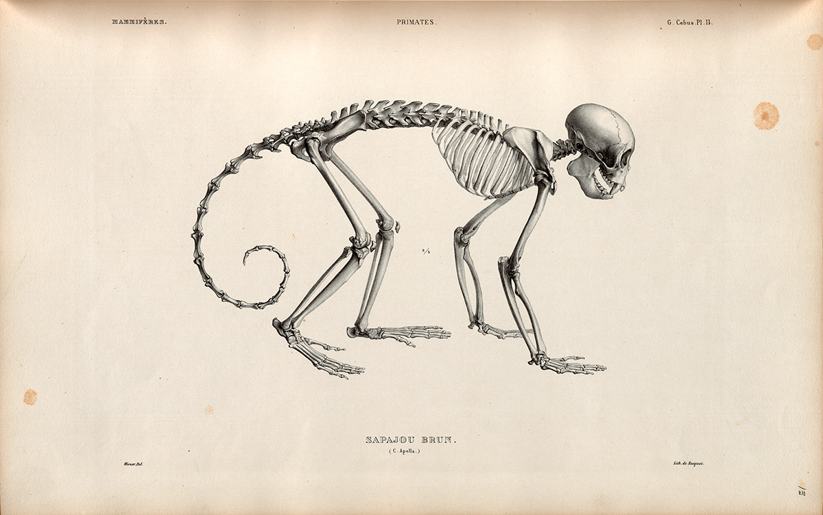 Side Skeletal View of a South American Primate