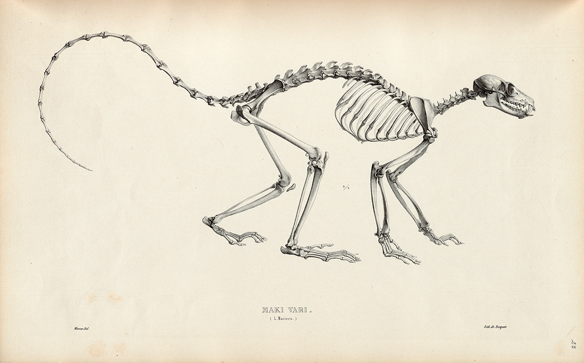 Side Skeletal View of a Ruffed Lemur