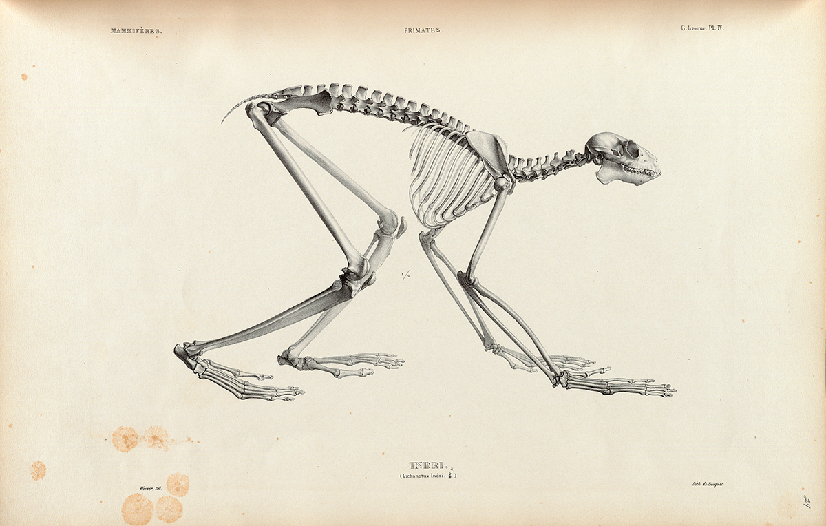 Side Skeletal View of an Indri Lemur
