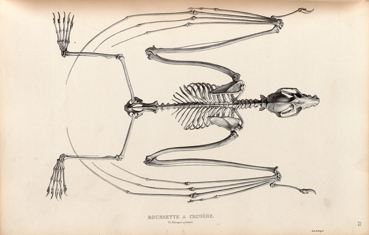 Back View of the Skeleton of a Fruit Bat