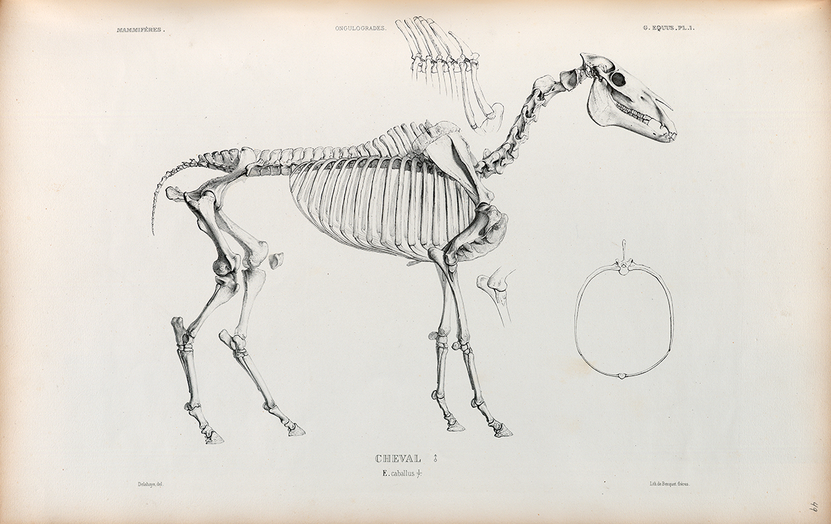 Side Skeletal view of a Horse
