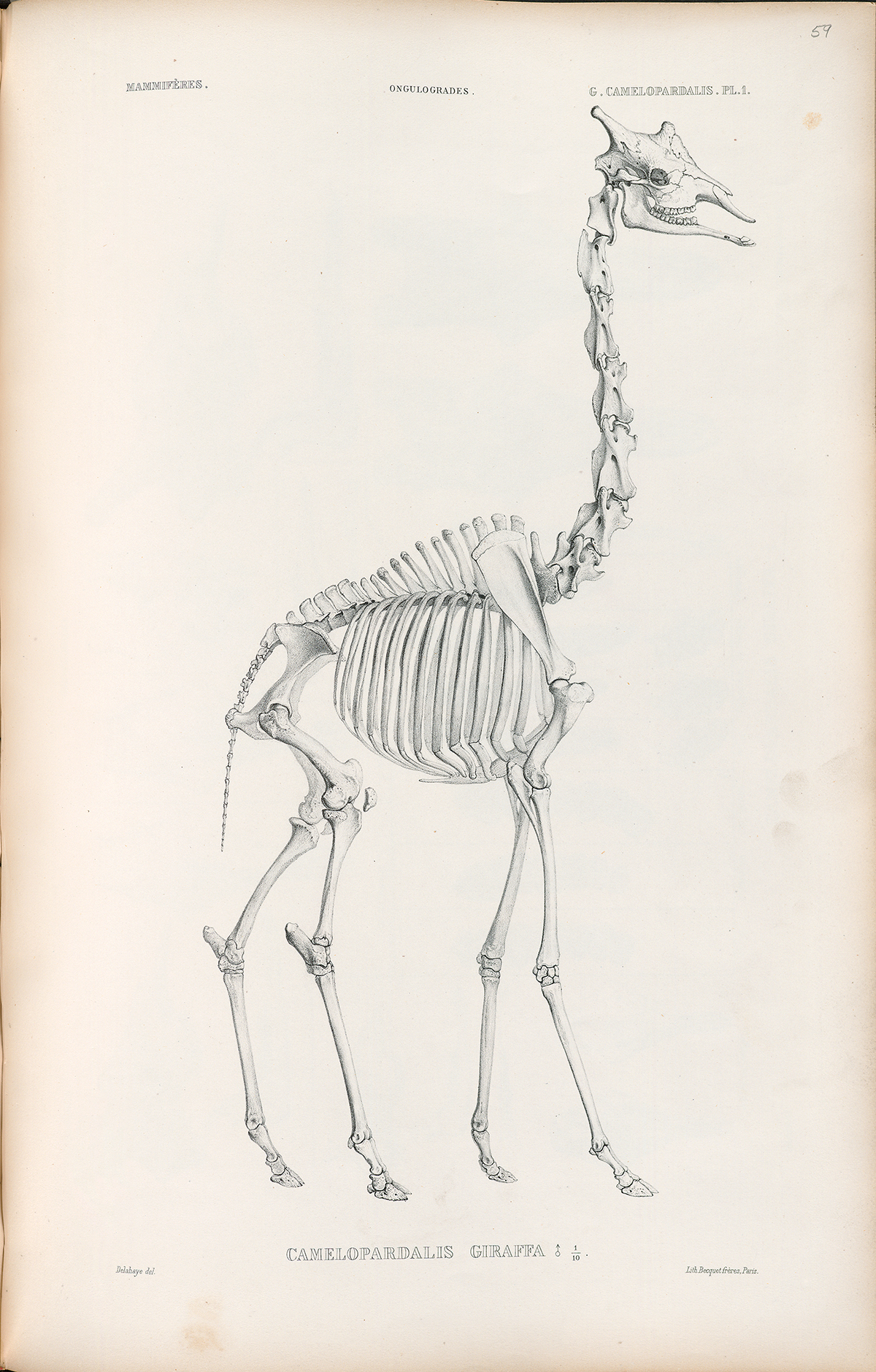 Side Skeletal View of a Giraffe