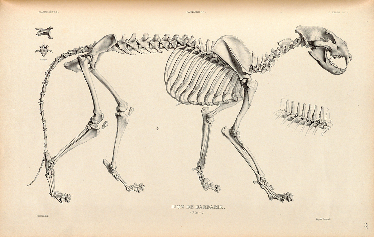 Side Skeleton view of a Barbary Lion