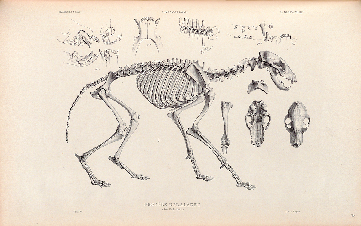 Side Skeletal view of a Hyena