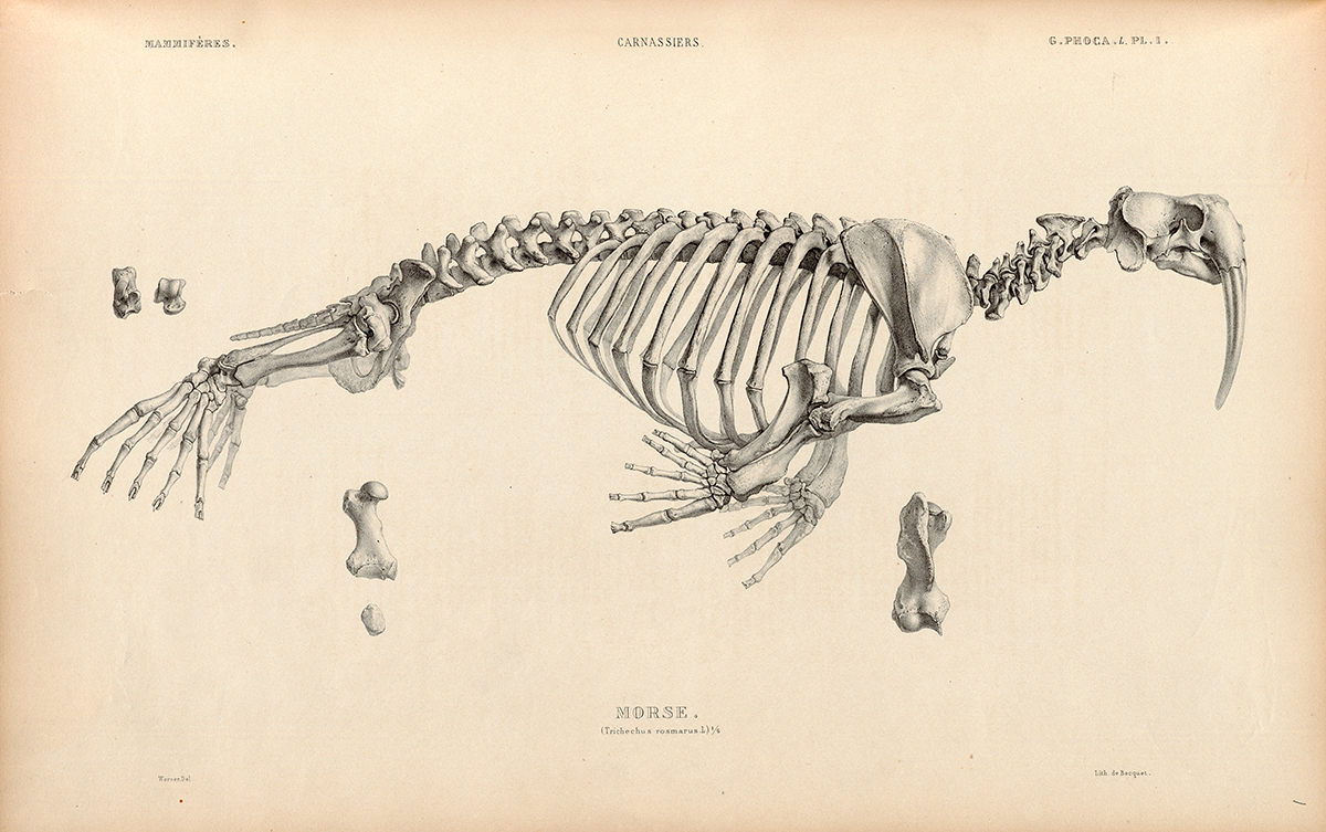 Side Skeletal View of a Walrus