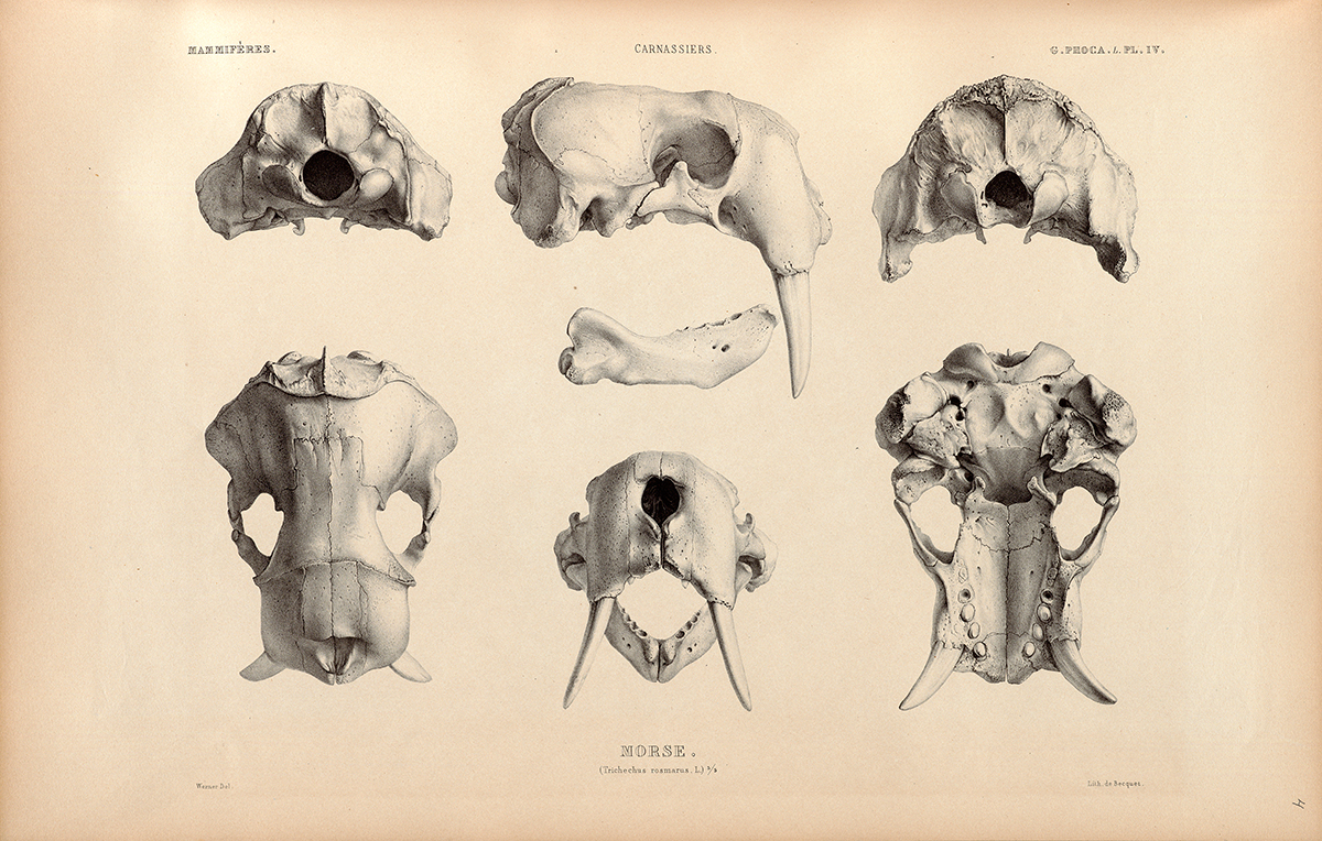 Six Different Views of a Walrus Skull