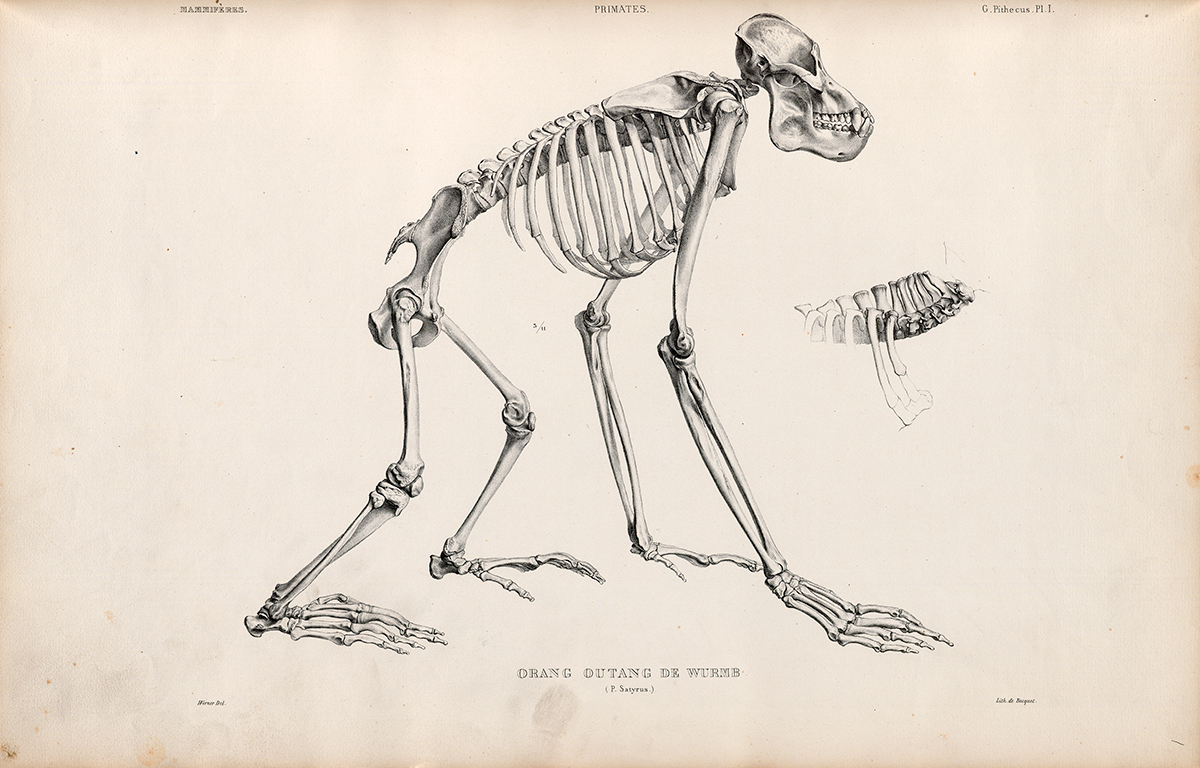 Side Skeletal View of an Orangutan